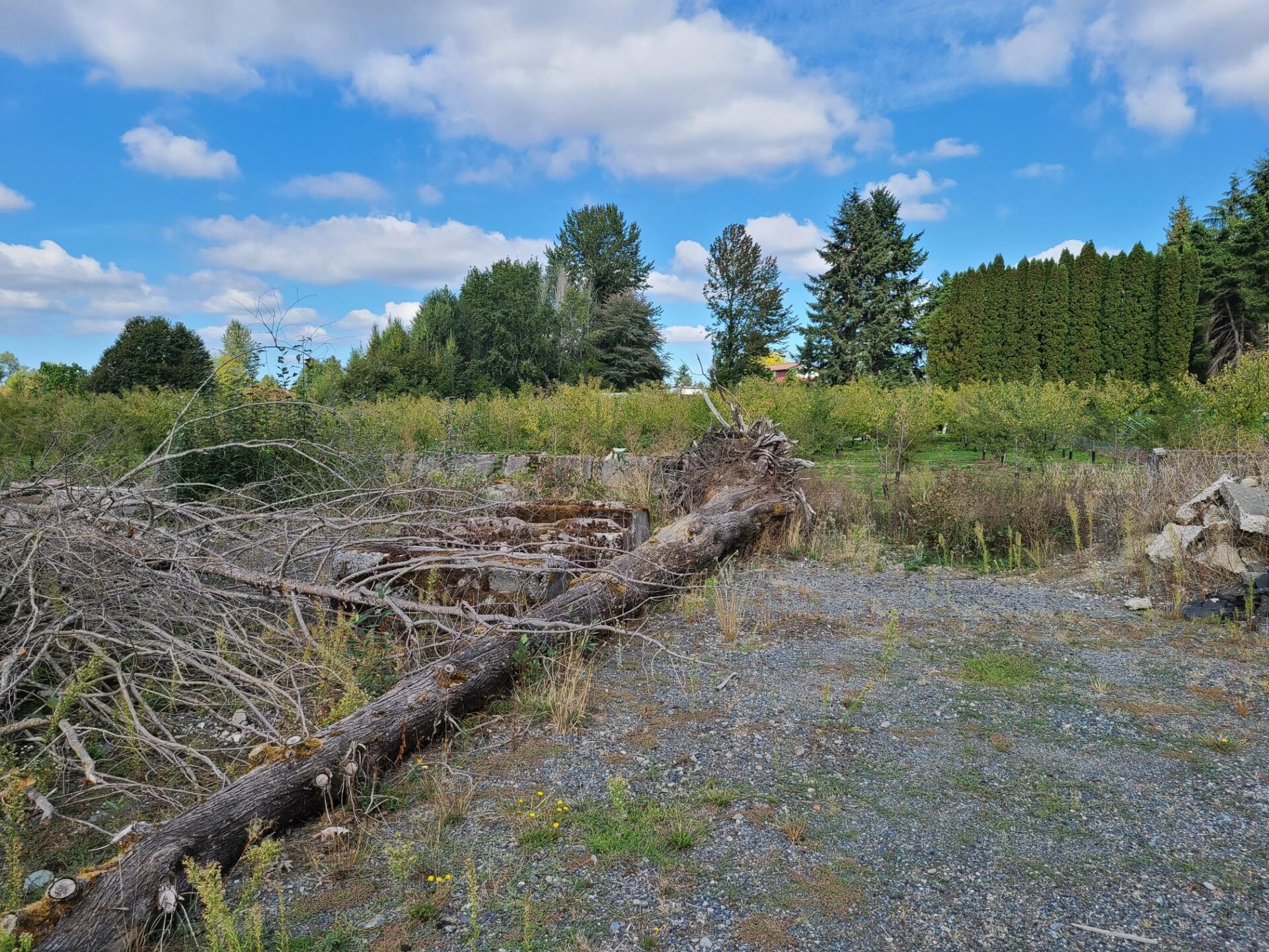 Woodinville Commercial Land (5 Acres) Westlake Associates